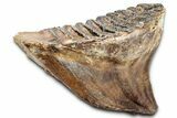 Elderly Woolly Mammoth Lower M Molar - North Sea Deposits #337184-6